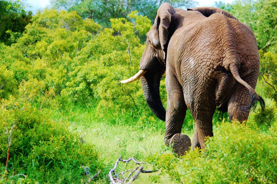 Elephants are among the wildlife that inhabit the 22,000-hectare conservancy, dubbed "The Place of the Mountain."