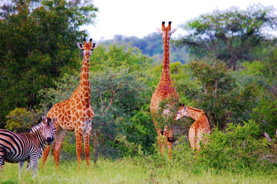Giraffe and zebra often wander around -- and occasionally onto -- the Signature Course.