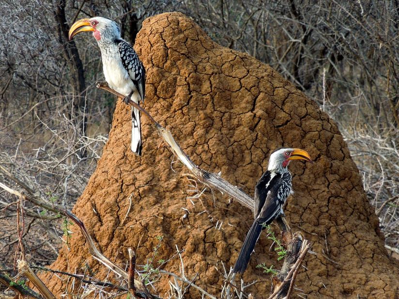 Two southern yellow-billed hornbill -- a species native to southern Africa -- perch on a branch.