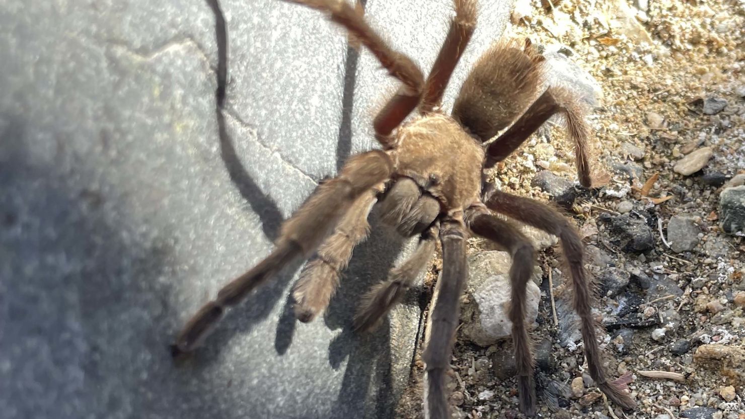 A tarantula’s bite is reported to be similar to a bee sting and is not deadly to humans, say Death Valley National Park officials.