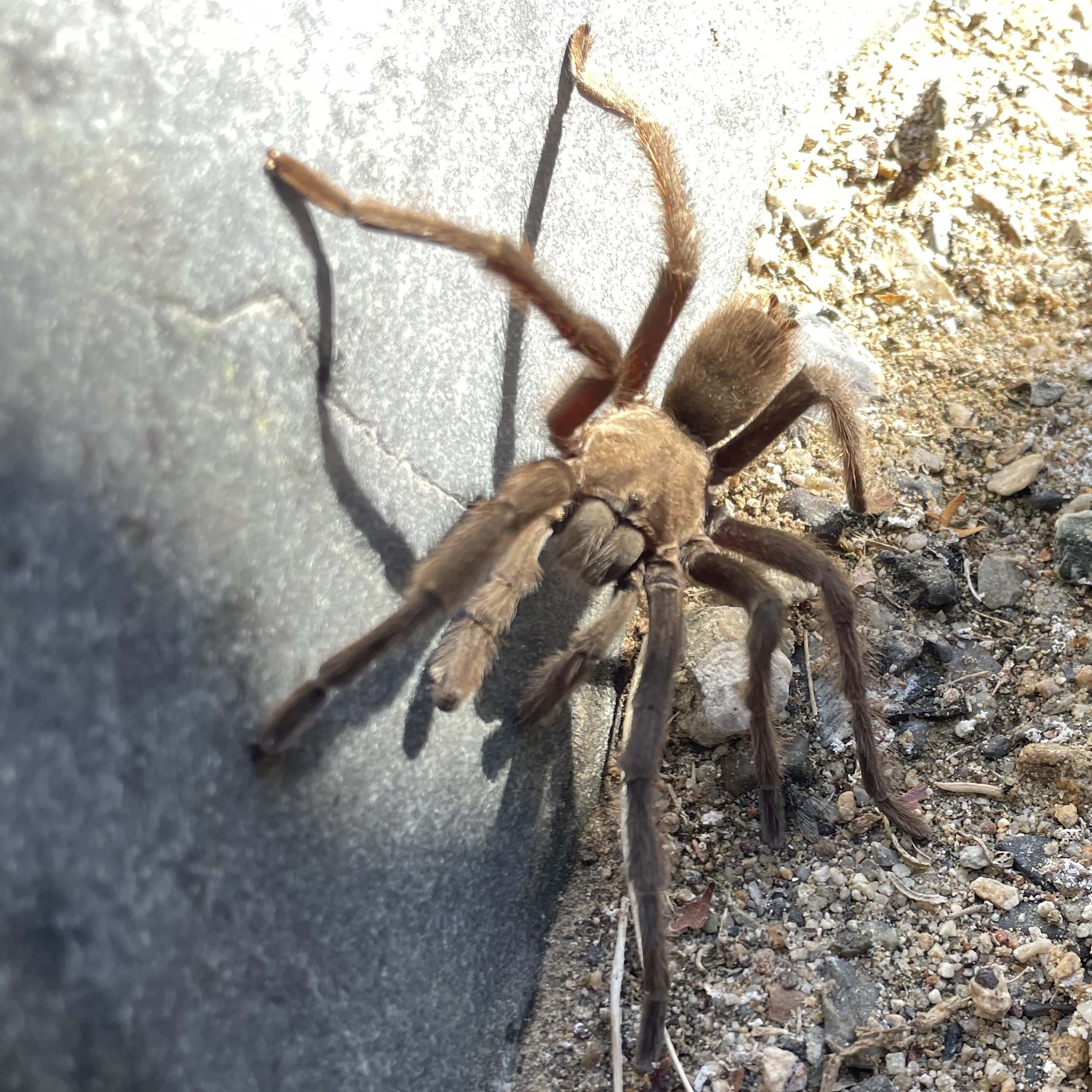 Designing a Spider Web to Evade Bird Collision