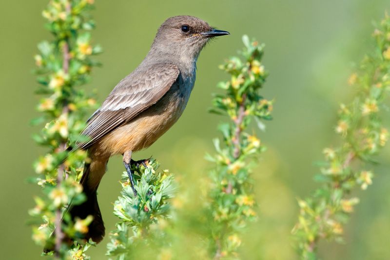 Birds will no longer be named after people | CNN