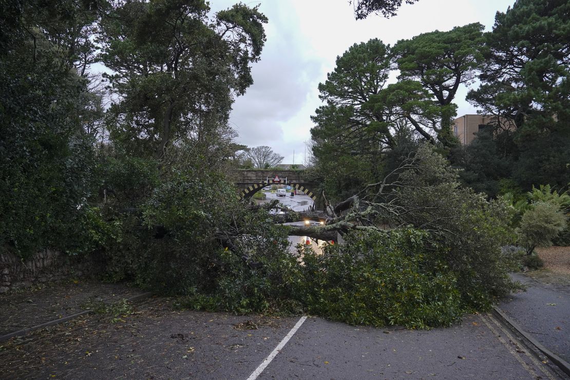 FALMOUTH, ENGLAND - NOVEMBER 02: A tree brought down by Storm Ciaran overnight blocks the road at Castle Hill on November 2, 2023 in Falmouth, Cornwall, England. Storm Ciaran swept across the southwest and south of England overnight posing a formidable threat in certain areas such as Jersey, where winds exceeded 100 mph overnight. This, along with the already-soaked ground from Storm Babet, increases the risk of flooding in already vulnerable areas. (Photo by Hugh Hastings/Getty Images)