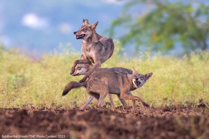 According to The Nature Conservancy, a global environmental nonprofit, this year's competition had 189,000 entries. Mammals prize winner Siddhartha Ghosh captured this photograph of a trio of wolves playing and leaping through the air.