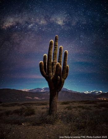 In the province of Salta, Argentina, Jose Pereyra Lucena came across this cactus which looks like a hand reaching up to the night sky. 
