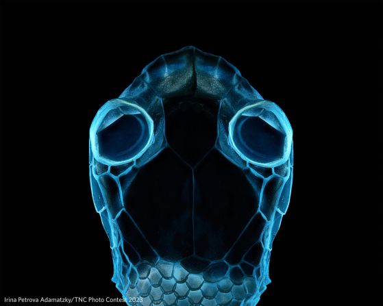 Irina Petrova Adamatzky won the reptiles and amphibians category with this image of a corn snake glowing under ultraviolet light.