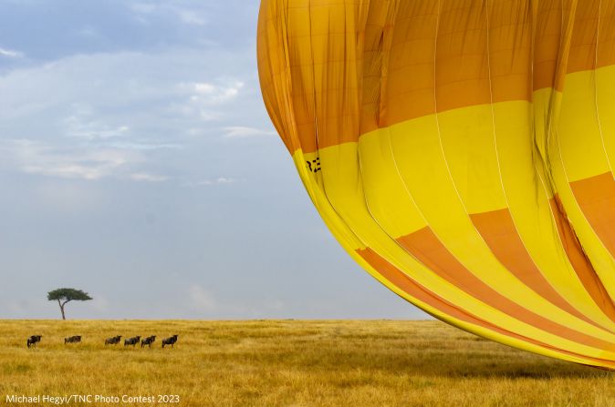 Wild blue wildebeest photographed by Michael Hegyi as a hot air balloon lands in Maasai Mara National Park, Kenya.