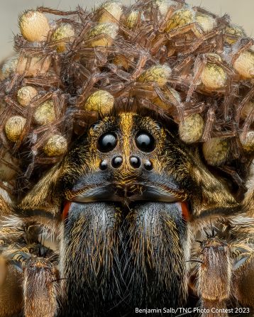 An early morning summer outing led Benjamin Salb to this wolf spider surrounded by her babies. The photo won the insects and arachnids category.