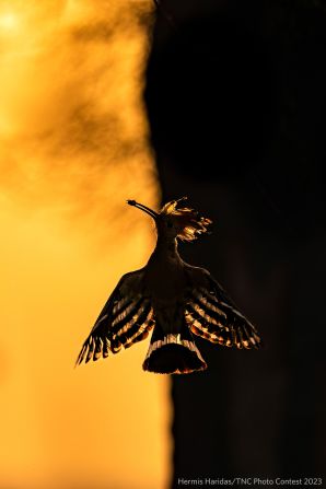 Celebrity Judge Cole Sprouse's choice was this hoopoe bird's sunset silhouette captured by Hermis Haridas.  