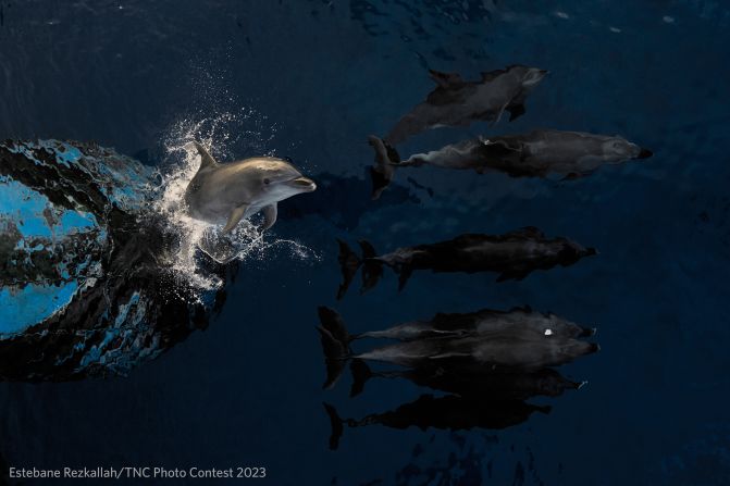 Winner of the oceans category Estebane Rezkallah photographed these dolphins playing in the waves.