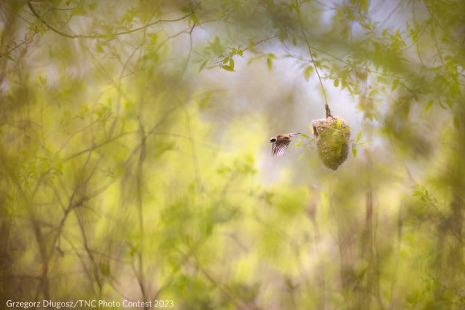 Winning first prize in the birds category, this image by Grzegorz Długosz shows a penduline tit midflight.