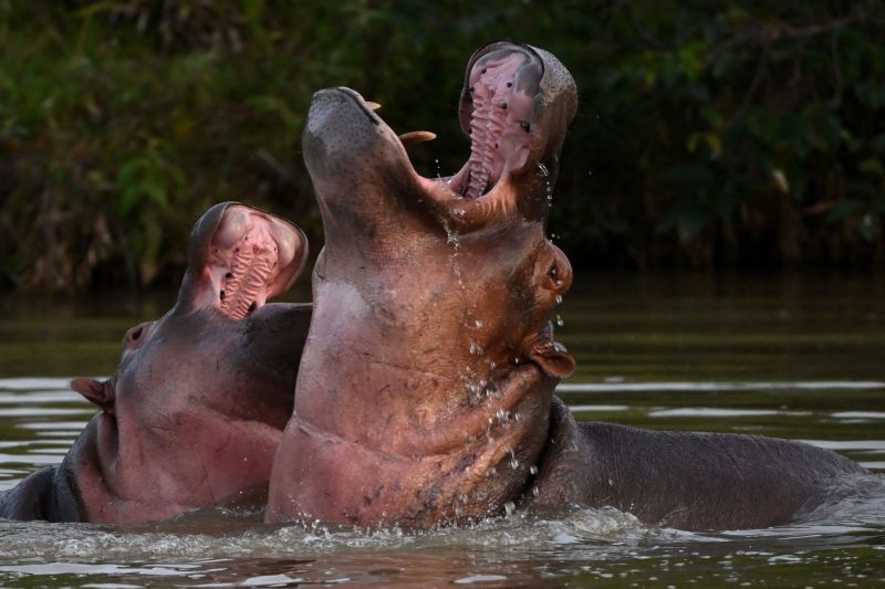Colombian Government Plans Cull of Pablo Escobar's Infamous Cocaine Hippos