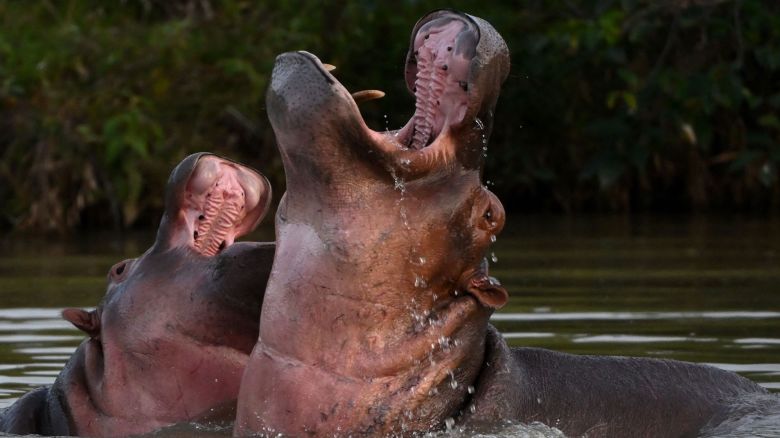 Hippos -- descendants from a small herd introduced by drug kingpin Pablo Escobar -- are seen in the wild in a lake near the Hacienda Napoles theme park, once the private zoo of Escobar, in Doradal, Antioquia Department, Colombia, on April 19, 2023. - Colombia is making progress on the transfer of 70 hippos to overseas sanctuaries in Mexico and India, but mitigating the havoc caused by this unusual legacy of deceased drug lord Pablo Escobar carries a hefty price tag: $3.5 million. The cocaine baron brought a small number of the African beasts to Colombia in the late 1980s, but after his death in 1993 the animals were left to roam freely in a hot, marshy area of Antioquia department, where environmental authorities have been helpless to curb their numbers which now stand at more than 150 animals. (Photo by Raul ARBOLEDA / AFP) (Photo by RAUL ARBOLEDA/AFP via Getty Images)