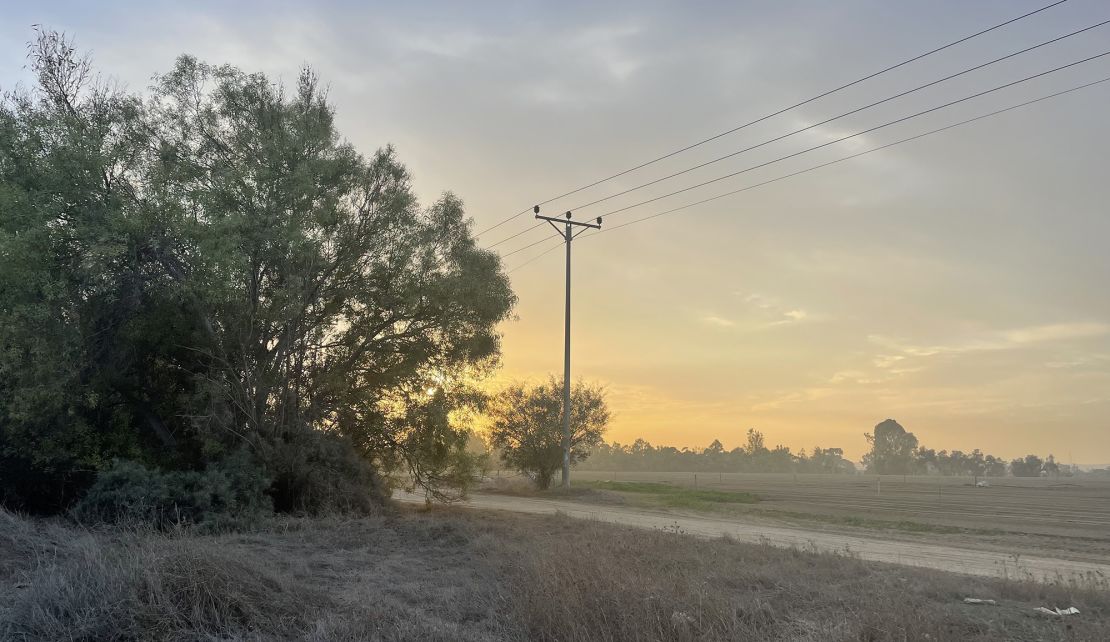 The tree where Aliza Samuel hid next to farmland near the festival