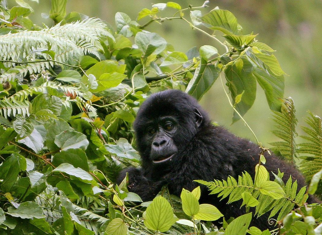 <strong>Bwindi Impenetrable National Park, Uganda -- </strong>Home to over <a href="https://whc.unesco.org/en/list/682" target="_blank" target="_blank">160 species of trees</a>, the Bwindi Impenetrable National Park certainly lives up to its name. The park in south-western Uganda is an area of dense, mountainous forest that is home to <a href="https://ugandawildlife.org/national-parks/bwindi-impenetrable-national-park/" target="_blank" target="_blank">over 450 mountain gorillas</a>, roughly half of the global population.