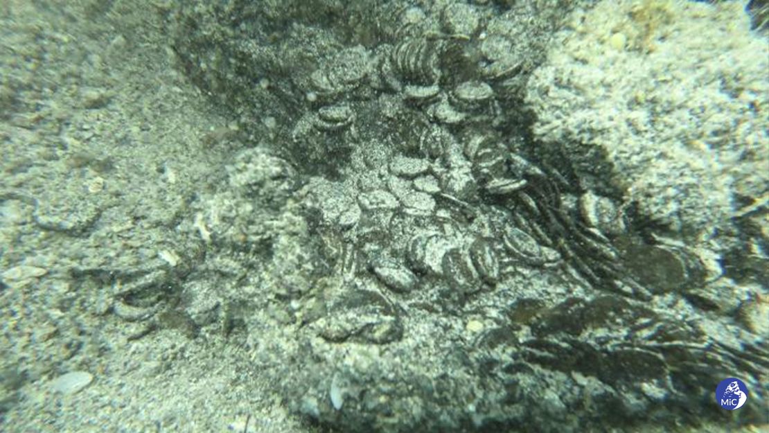 Coins dating back to the first half of the 4th century AD have been discovered in the sea of ​​the north-eastern coast of Sardinia, Italy.