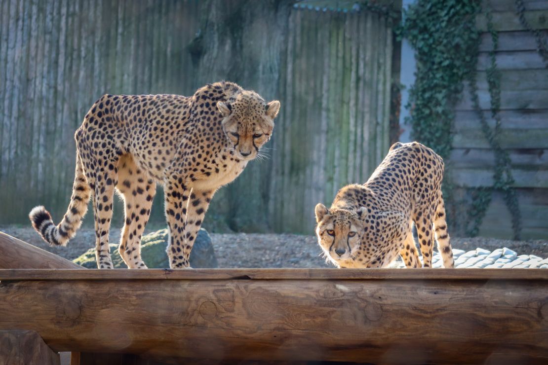 Cheetahs at the Philadelphia Zoo.