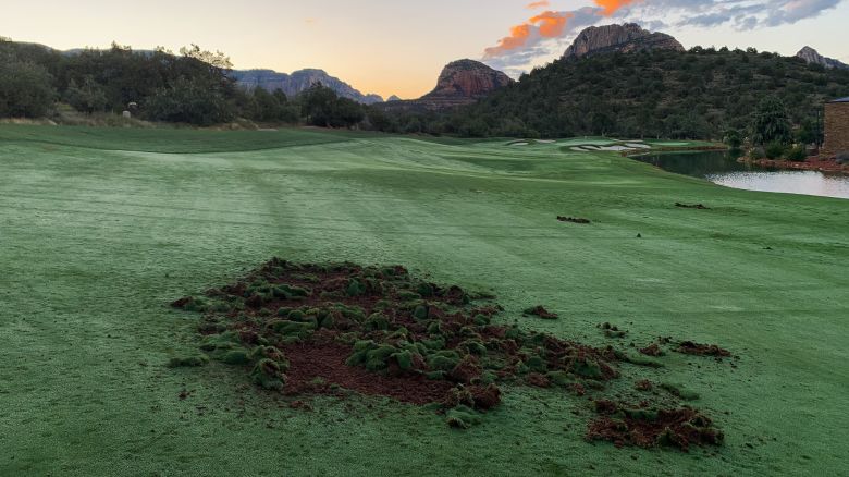 Story on Seven Canyons golf club in Arizona, who have been dealing with extensive damages from Javelina (also known as collared peccary or musk hog), who have been turning over the course turf in search of food. Interview with course general manager Dave Bisbee, with pictures provided by assistant superintendent Em Casey, who provided pictures.