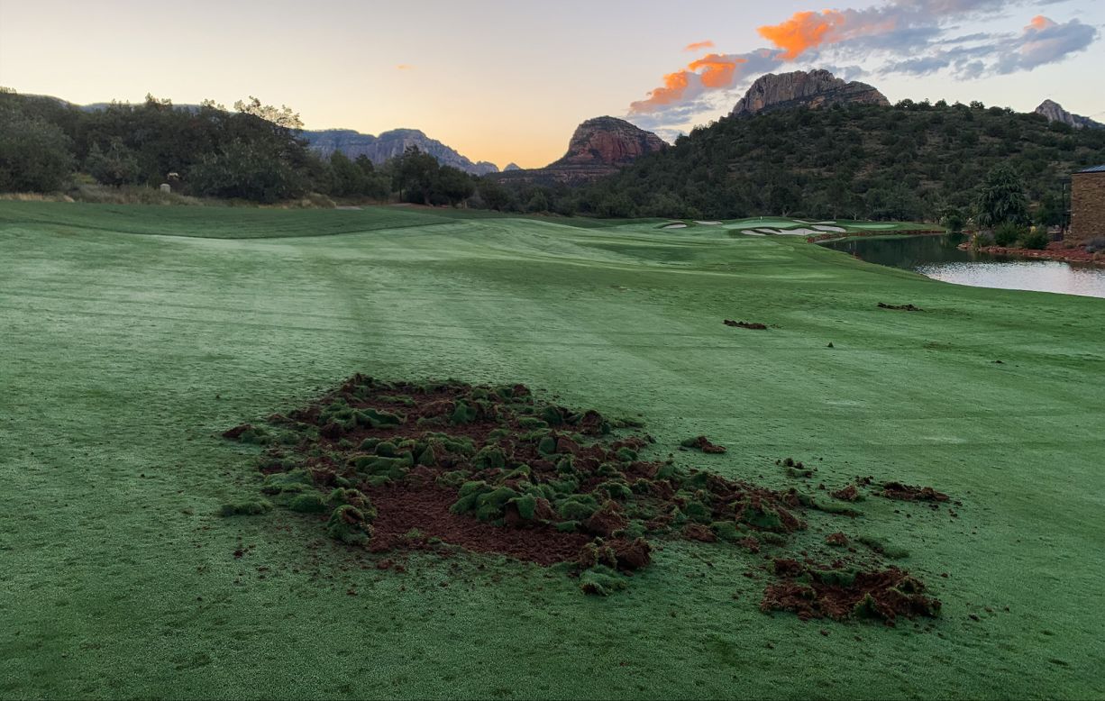Pig-like javelina (also known as collared peccary or musk hog), have been ravaging the turf Seven Canyons golf club in Arizona in search of food. But they're not the only animals to have taken an interest in golf . <strong>Scroll through the photo gallery to see wild animals </strong><strong>on the world's golf courses</strong><strong>.</strong>
