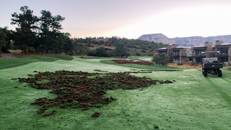 An Arizona golf course is under attack from a squadron of pig-like creatures