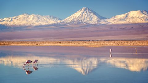 Snowy Licancabur volcano in Andes montains reflecting in the wate of Laguna Chaxa with Andean flamingos, Atacama salar, Chile