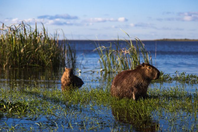 <strong>Ibera Wetlands, Argentina:</strong> Rewilding efforts are making this area a haven for animals like capybaras (pictured), anteaters and jaguars.