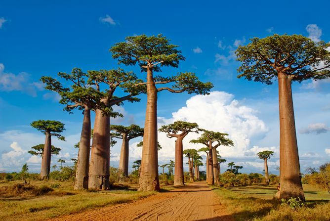 <strong>Andrefana Dry Forests, Madagascar:</strong> Come here to see glorious baobab trees stretch against the sky.