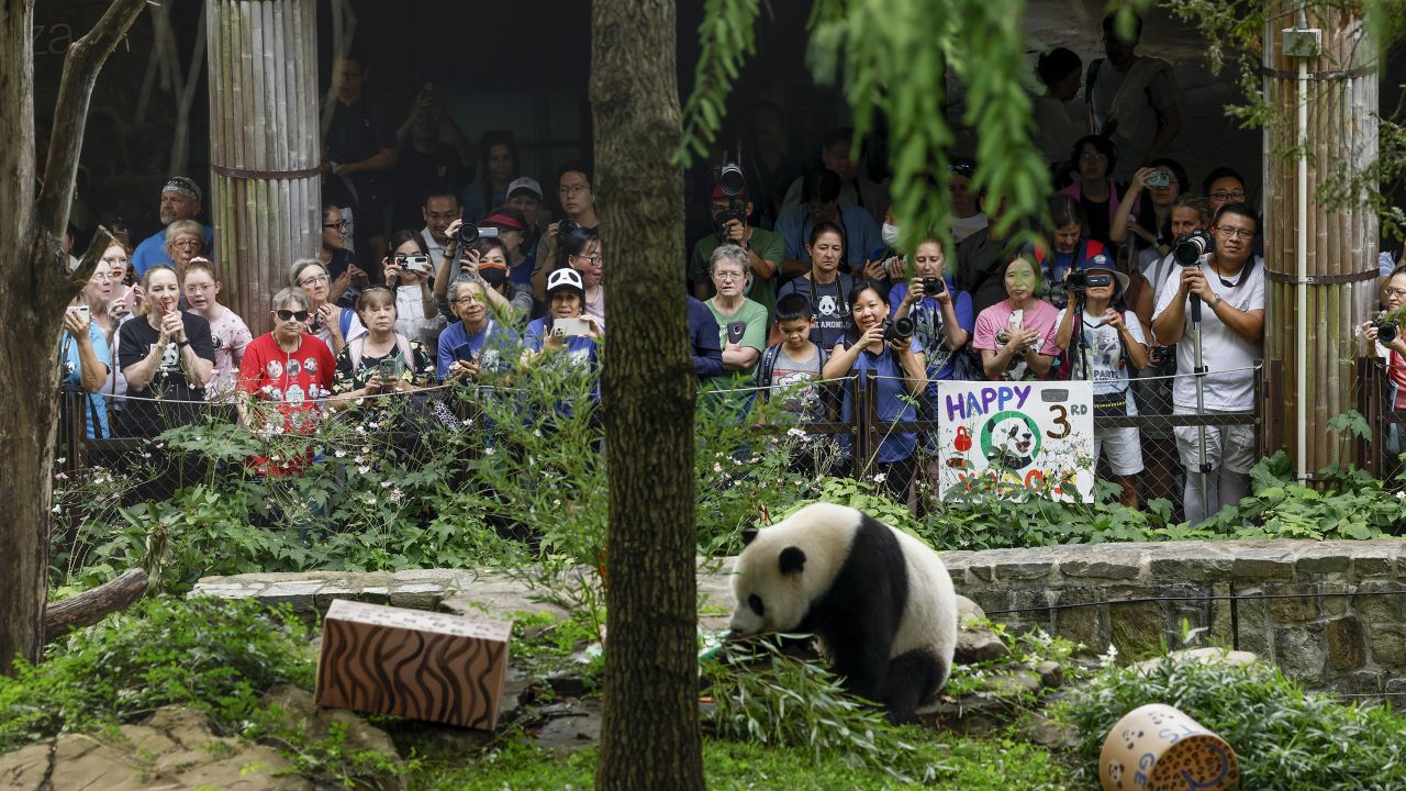 WASHINGTON, DC - AUGUST 21: Photographers and tourists watch as male giant panda Xiao Qi Ji eats an ice cake for his third birthday at the Smithsonian National Zoo on August 21, 2023 in Washington, DC. This is the last year that the National Zoo is celebrating the birthdays for the three giant pandas, Mei Xiang, Tian Tian, and Xiao Qi Ji as they are scheduled to return to China later in 2023, with no replacements expected to be exchanged. (Photo by Anna Moneymaker/Getty Images)