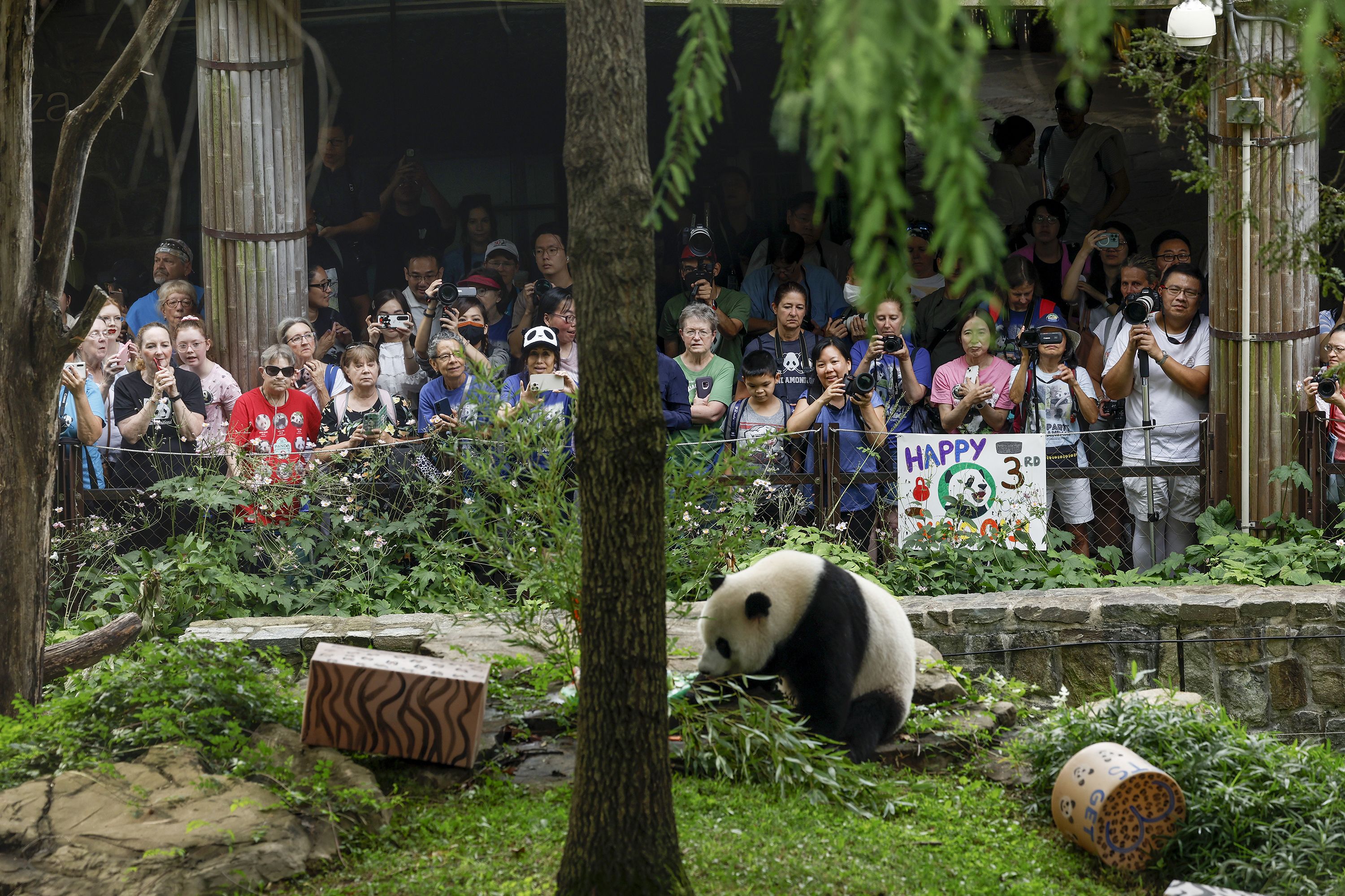 China suggests giant pandas could return to US by end of 2024