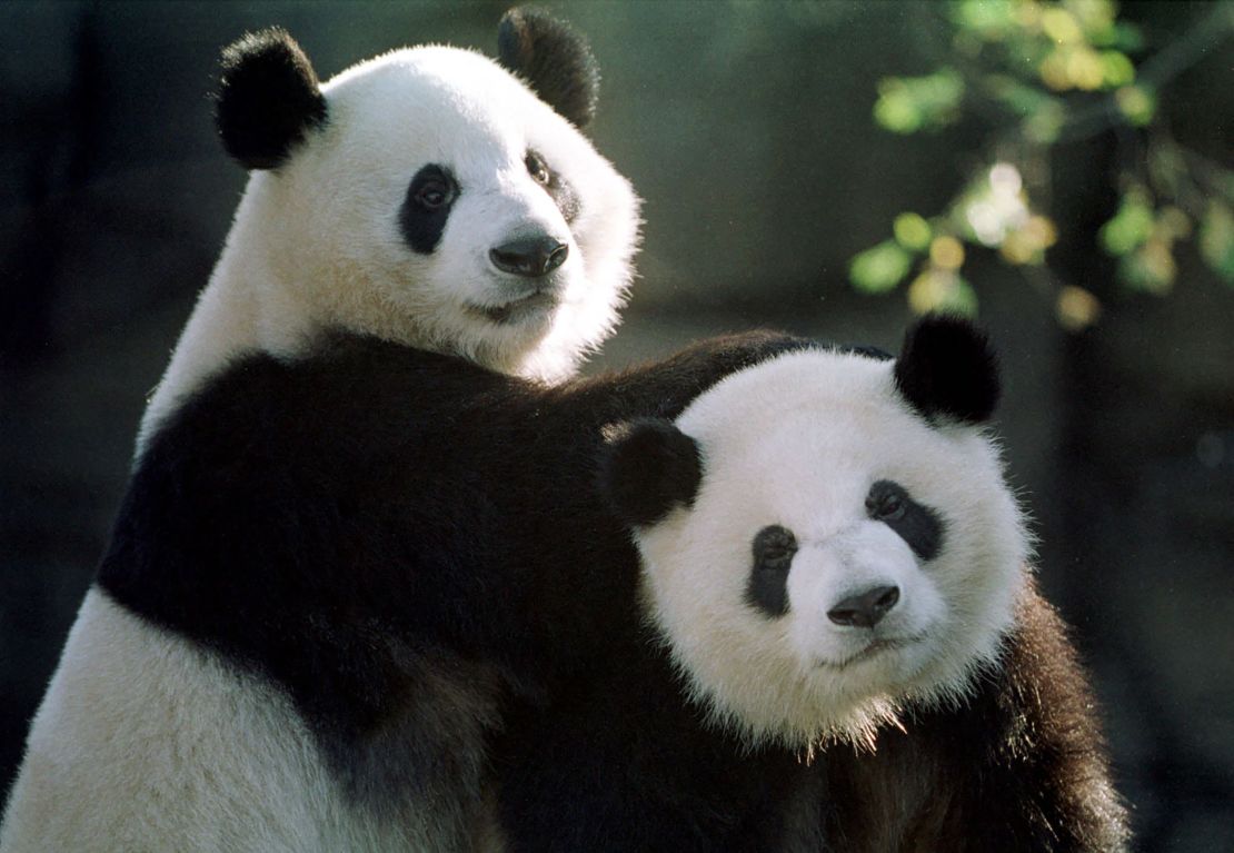 Two rare giant pandas, Yang Yang (L) and Lun Lun  play together in their new home at the Zoo Atlanta in Atlanta, GA 18 November, 1999. The two pandas will make their home in Atlanta for the next 10 years.  AFP PHOTO/ STEVE SCHAEFER (Photo by STEVE SCHAEFER / AFP) (Photo by STEVE SCHAEFER/AFP via Getty Images)
