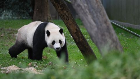 WASHINGTON, DC - OCTOBER 22: Giant panda, Xiao Qi Ji is seen in his enclosure at the Smithsonian National Zoological Park on Sunday October 22, 2023 in Washington, DC. The pandas are being sent back to China before the end of the year. (Photo by Matt McClain/The Washington Post via Getty Images)