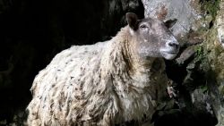 Loneliest Sheep Rescued 1