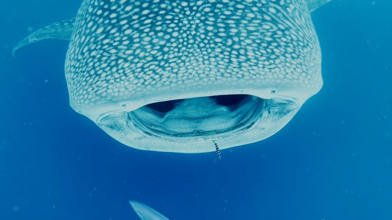 VIDEO THUMBNAIL Whale shark hawai'i