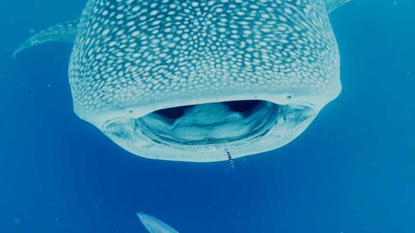 VIDEO THUMBNAIL Whale shark hawai'i