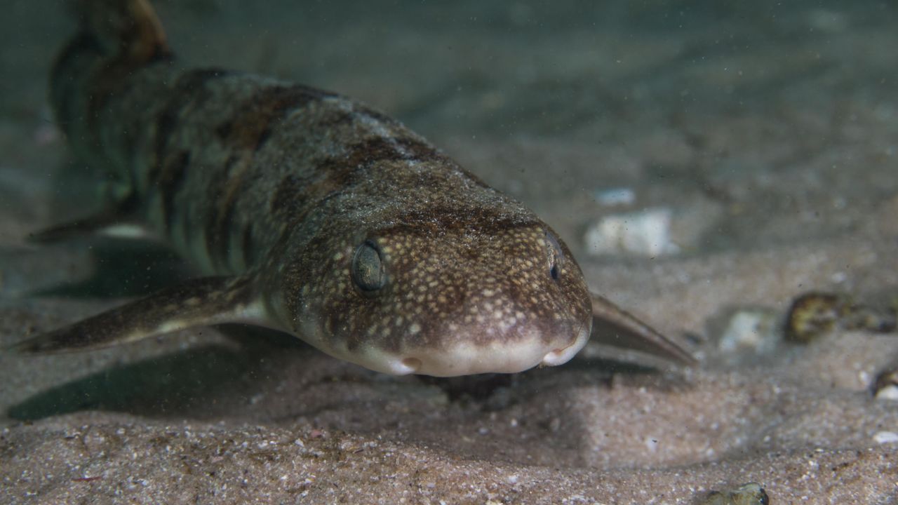 Puffadder shyshark (Haploblepharus edwardsii) swimming on the ocean floor.