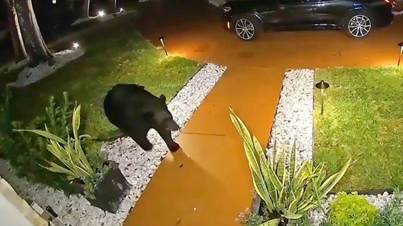 You are currently viewing Watch: Doorbell camera catches bear stealing food delivery from front porch – CNN