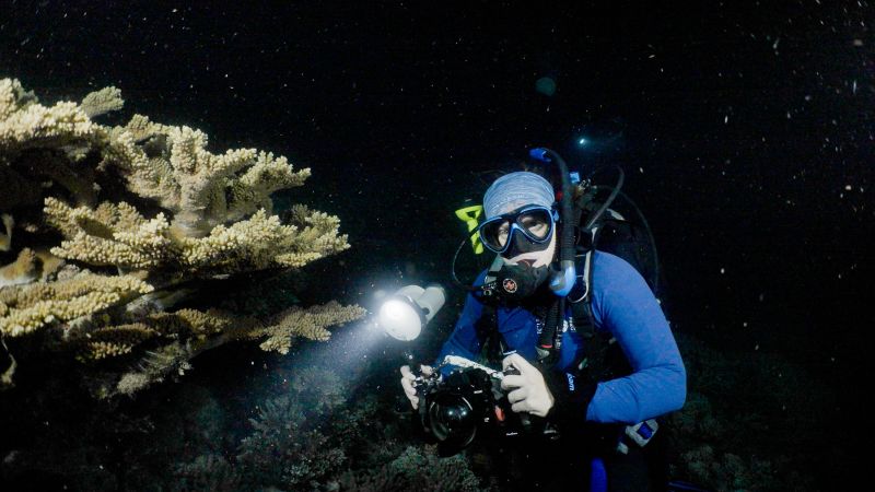 Watch coral procreate at the Great Barrier Reef