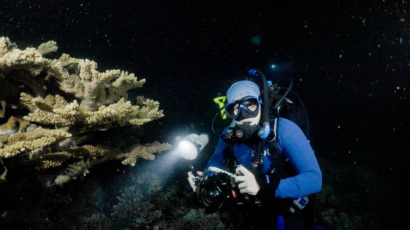 coral procreate at the Great Barrier Reef