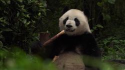 china panda diplomacy culver pkg