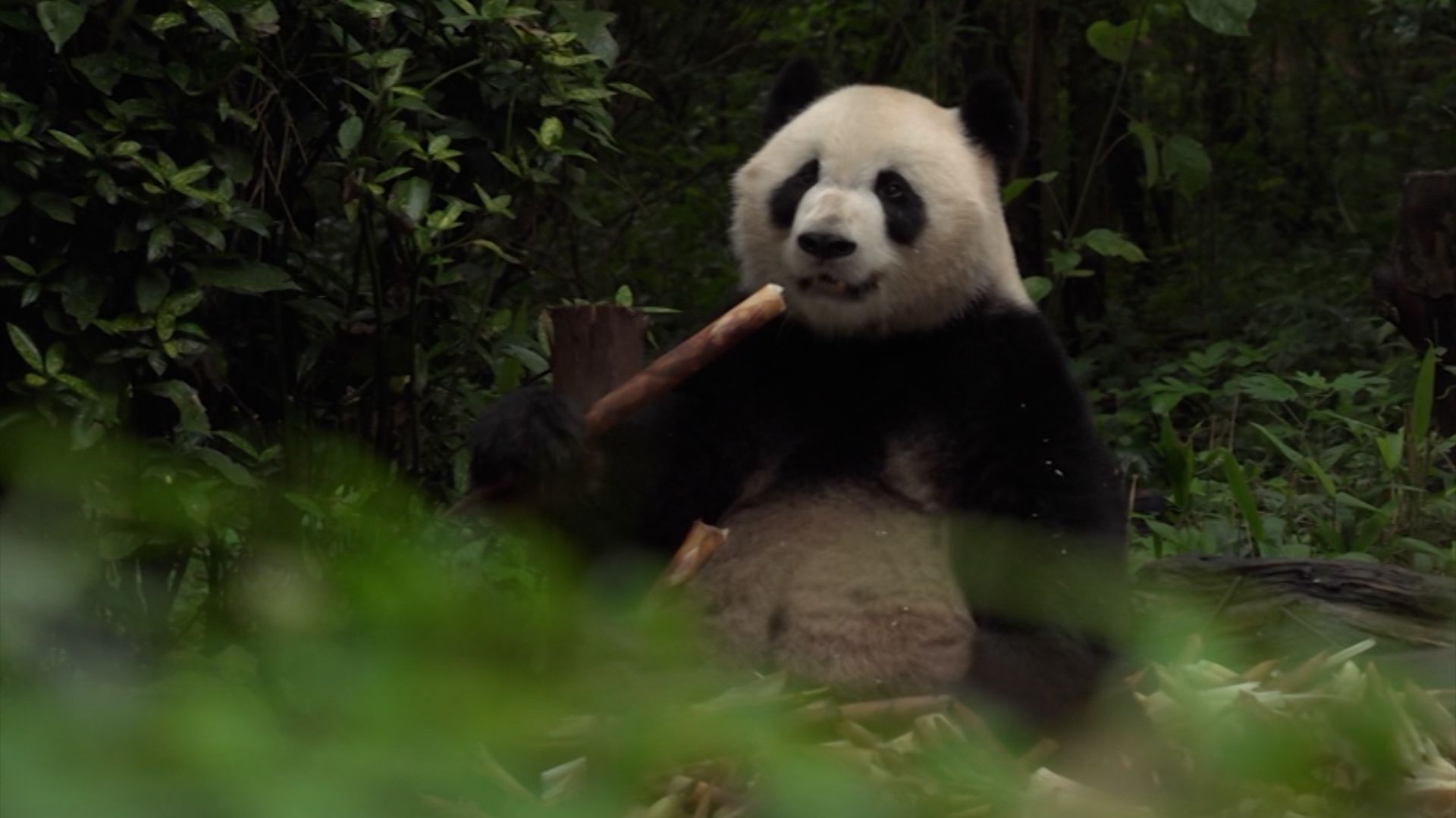 Panda Politics: What a Panda-Less DC Says About US Relations With China -  Washingtonian