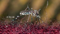 Mandatory Credit: Photo by Geyres Christophe/ABACA/Shutterstock (14060372g)
A Tiger Mosquito ( Aedes Albopictus) ( Moustique Tigre ) seen biting through clothes in Paris, France on August 20, 2023. This invasive mosquito brings tropical diseases such Dengue, Zika or Chikungunya.
Tiger Mosquitoes invade France this summer - Paris - 19 Aug 2023