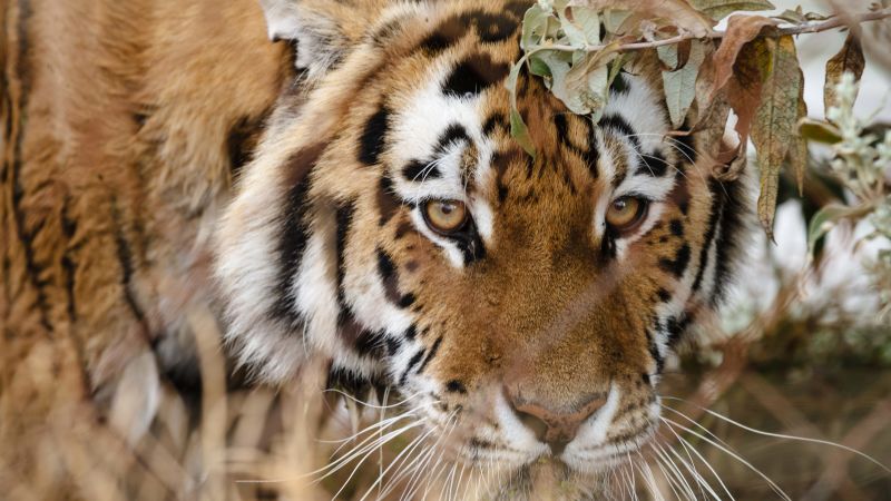 He lost his eye in a tiger attack — but Bhadai Tharu is still fighting ...