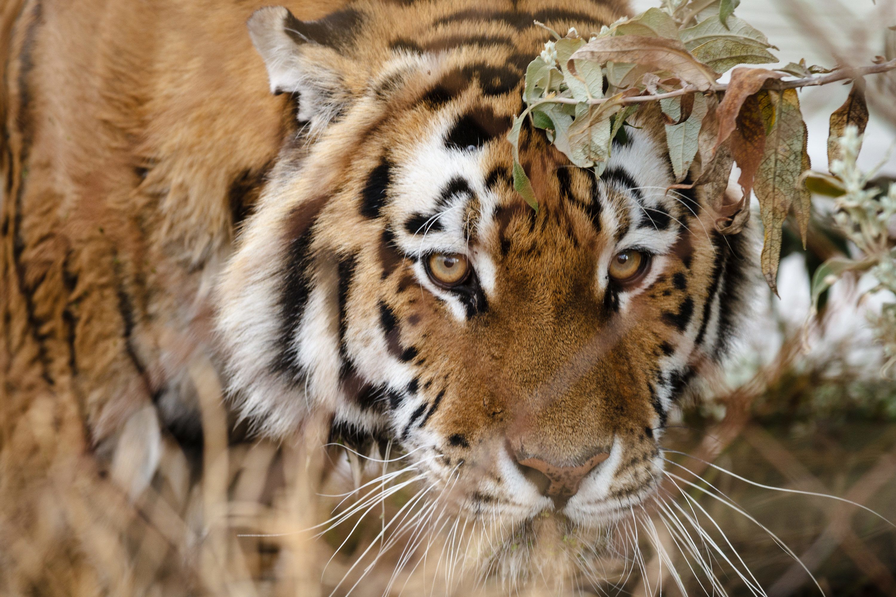 Do Tigers also fight for their territories? Siberian tigers are fighting  with each other