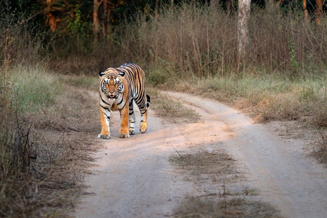 A royal Bengal tiger on a dirt road in the jungle in Chitwan National Park in Nepal.