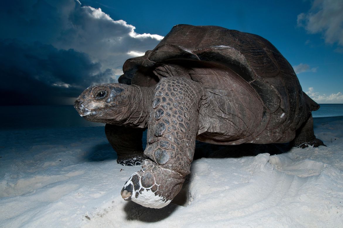 <strong>Aldabra Atoll, Seychelles --</strong> <a href="https://whc.unesco.org/en/list/185" target="_blank" target="_blank">One of the largest atolls in the world</a>, the Aldabra Atoll has remained largely untouched by human activity. This has kept the local giant tortoise population in good health, with over 150,000 living on the island. Pristine clear waters add even more to the atoll's natural beauty.