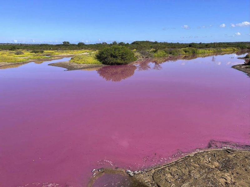 The Astonishing Transformation: Hawaii Refuge Stunned by Magenta Waters