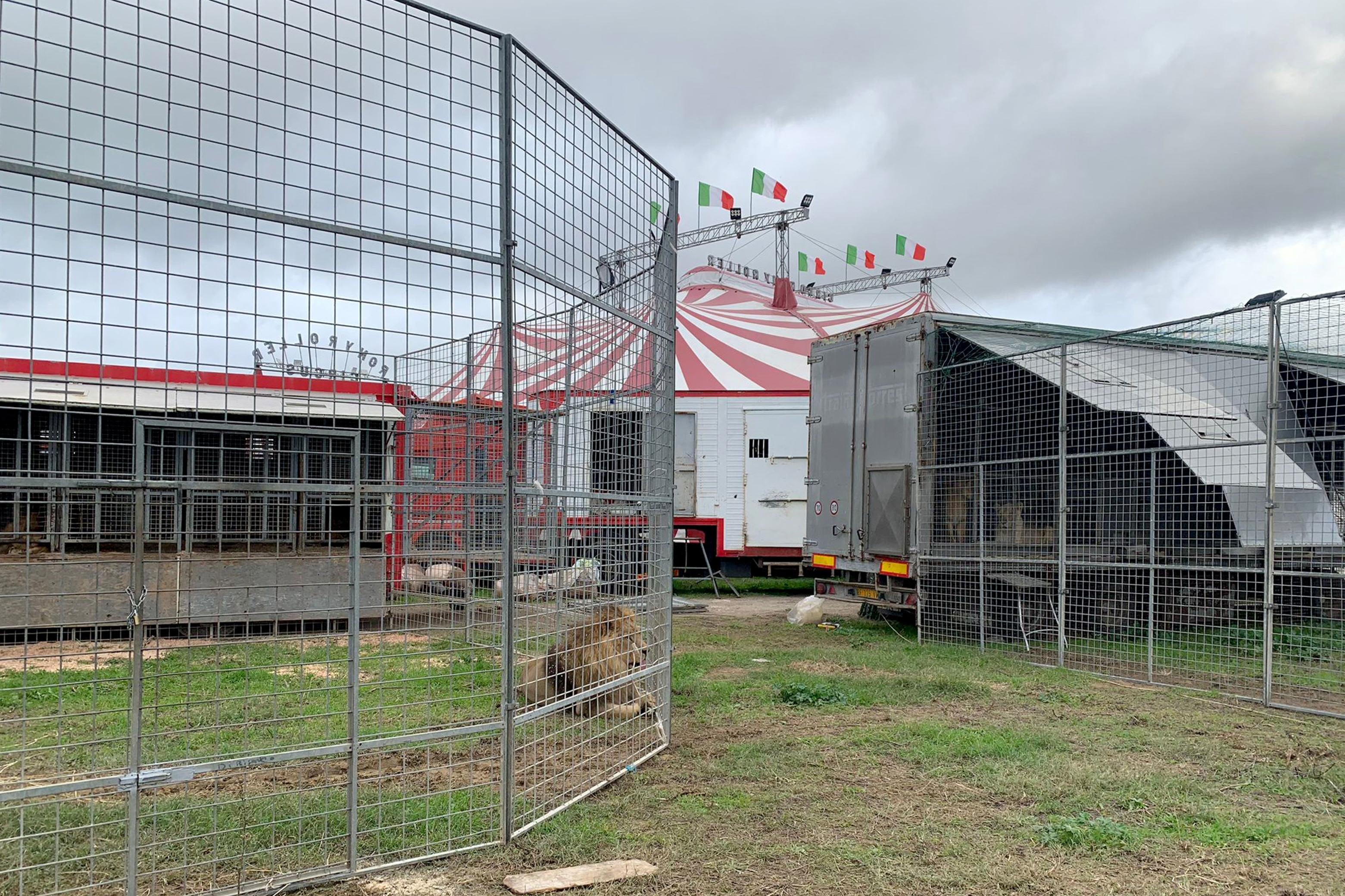 Lion goes on the lam from circus, roams Italian town near Rome 