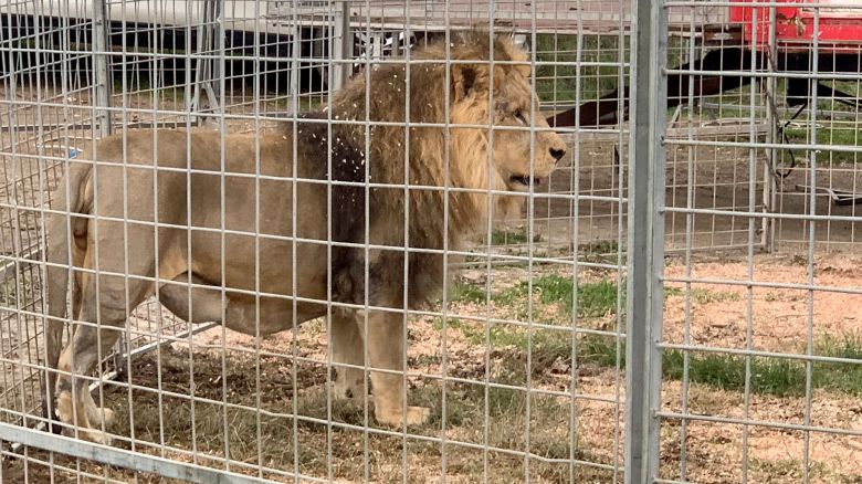 The lion Kimba, 8, from the Rony Roller circus is seen behind fences in Ladispoli on November 12, 2023. Residents of Ladispoli, a seaside town near Rome, were told to stay home yesterday after Kimba the lion escaped from the circus before the animal was sedated and captured. (Photo by Sonia LOGRE / AFP) (Photo by SONIA LOGRE/AFP via Getty Images)