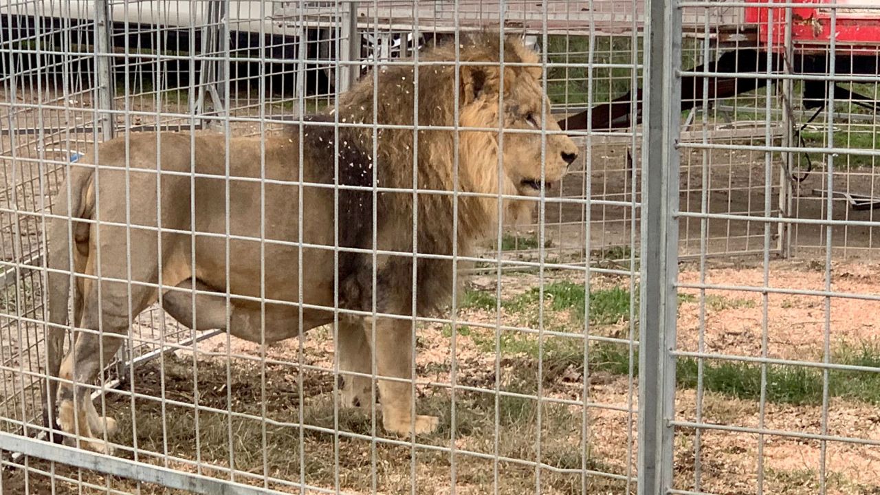 The lion Kimba, 8, from the Rony Roller circus is seen behind fences in Ladispoli on November 12, 2023. Residents of Ladispoli, a seaside town near Rome, were told to stay home yesterday after Kimba the lion escaped from the circus before the animal was sedated and captured. (Photo by Sonia LOGRE / AFP) (Photo by SONIA LOGRE/AFP via Getty Images)