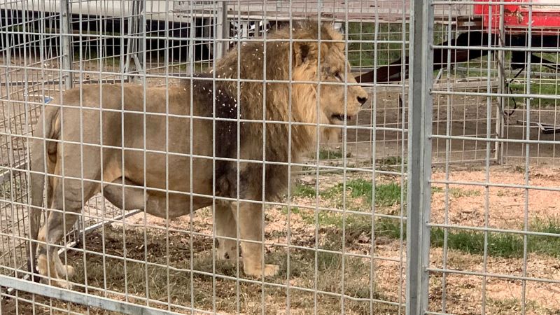 Lion goes on the lam from circus, roams Italian town near Rome 